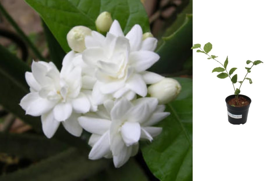 Indian Gardens - 5 Layer/Arabian Jasmine Jasmine live plant | Indoor & Outdoor Plant | Jasminum sambac | White Jasmine (4" (Min : 2)) (B0CG3JJ9VQ) Amazon Price History, Amazon Price Tracker