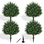 Green Cedar