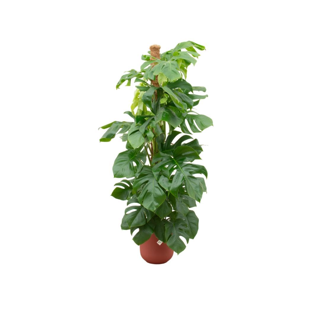 Oferta Combi - Monstera Pertusum XL incluyendo elho Jazz Round Red Ø26-150cm