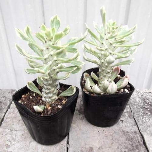 Q ifjE TZbgzCgo[` R×Q Monadenium