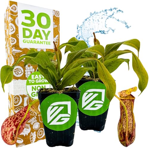 St. Gaya Pitcher Plant - Carnivorous Nepenthes by Wellspring Gardens - Unique Pitchers Easy-Care Indoor Plant Striking Housplant - Fascinating Carnivorous - Starter Aquatic Plant (2-Pack)