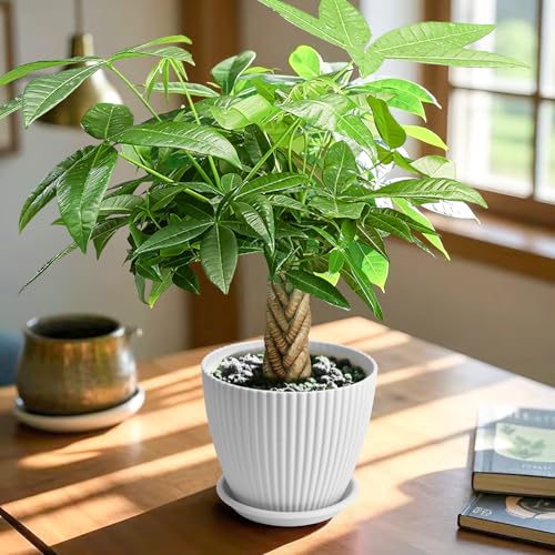 Live Plants Money Tree, 12" Total Height (Pot + Tree), Easy to Grow Houseplant, Indoor Bonsai Potting in White Plastic Pot, Home Office Decor, Birthday Housewarming Gift