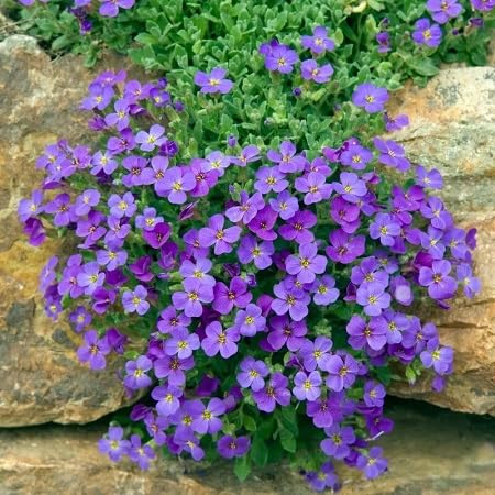 100 graines de fleurs d'aubriète fraîches
