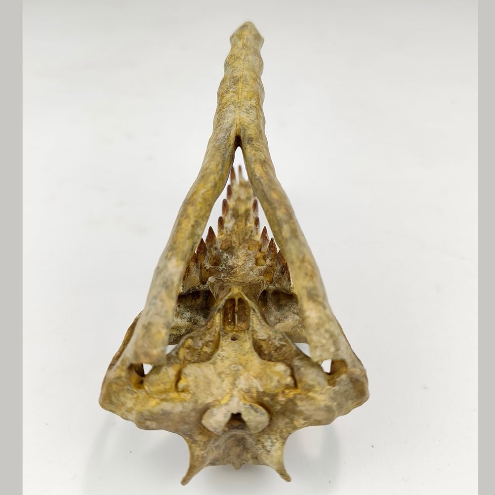 1/10 Drachenwal-Schädel-Skalenmodell Dinosaurier-Statue Harz Dinosaurier-Schädel-Fossil-Replik Skelett-Skulpturen