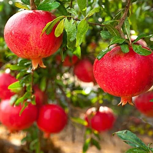 Mphmi Plantslive outdoor Pomegranate, Annar, Anar (Grafted) - Plant (B09NBJRTHZ) Amazon Price History, Amazon Price Tracker