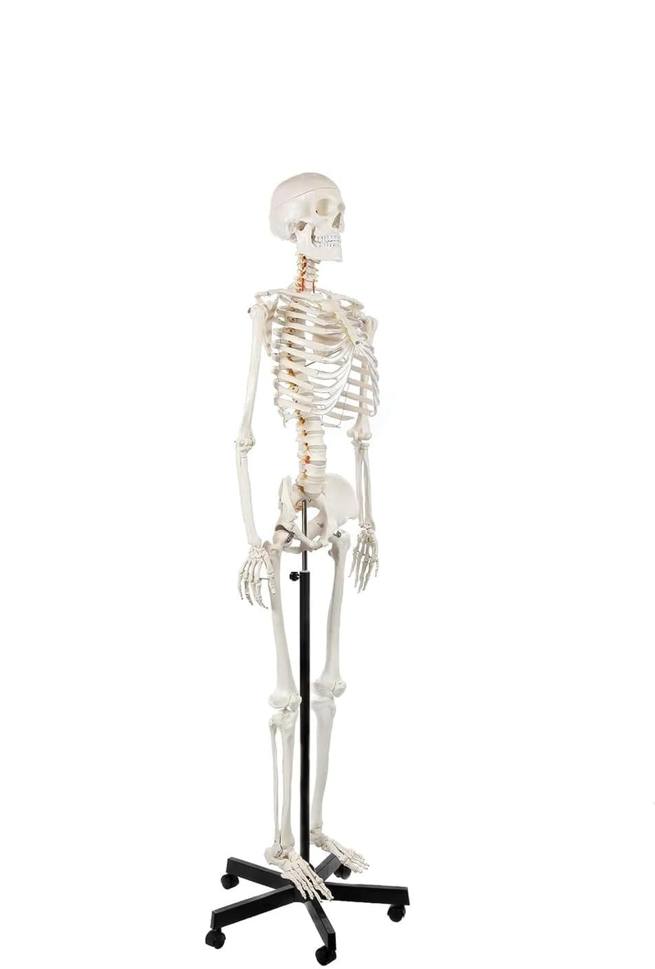 Model anatomicznego szkieletu człowieka naturalnej wielkości 170 cm z 206 kośćmi, elastyczny szkielet przegubowy
