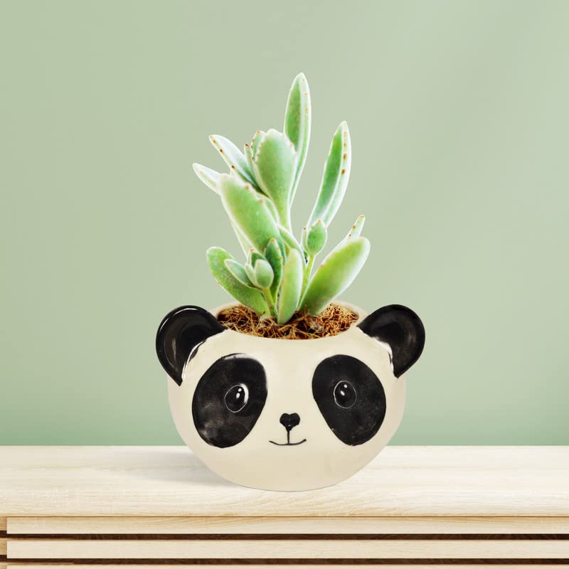 Lasaki Puppy Black & White Ceramic Pots for Indoor Plants,Planters,Panda,Flower, gamla,Outdoor, Balcony, Home,Round,Garden, Office Decor, Succulent Pot (D - 10 X H - 9 cm)(Plants not Included) (B0BZHVPD3G) Amazon Price History, Amazon Price Tracker