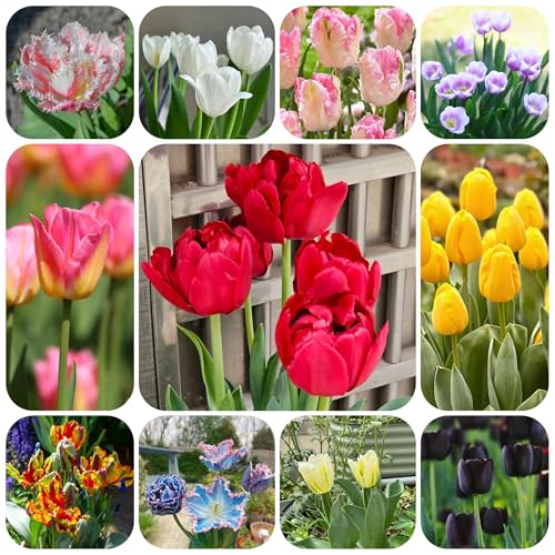 30 pz bulbi di tulipano, in resistenti selvatici Piani Di Decorazione Del Soggiorno tura Primaverile