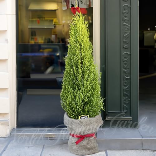 World Fantasy Garden ~̑蕨 NX}Xc[ɂȂ Rjt@[ EB} 1 6y͂zCupressus macrocarpa Goldcrest v[g Mtg ϗtA dďΎ  ~ɋ A NX