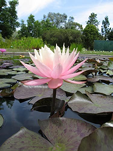 Lincolnshire Pond Plants Ltd - Peach & Cream Water Lily - Live Water Plant Aquatic Pond Lake Marginal - Potted
