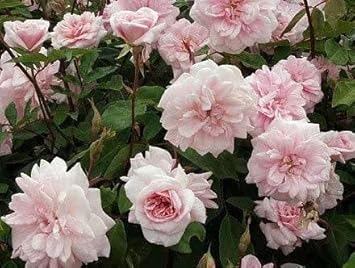Cécile Brünner Rose