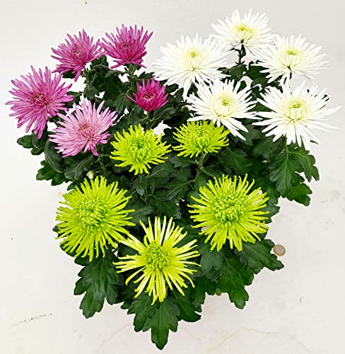 POWERS TO FLOWERS - CRISANTEMO A SPILLO TRIS: ROSA, VERDE e BIANCO, CRISANTEMO ANASTASIA, 3 PIANTE, vaso 15cm, Piante Vere
