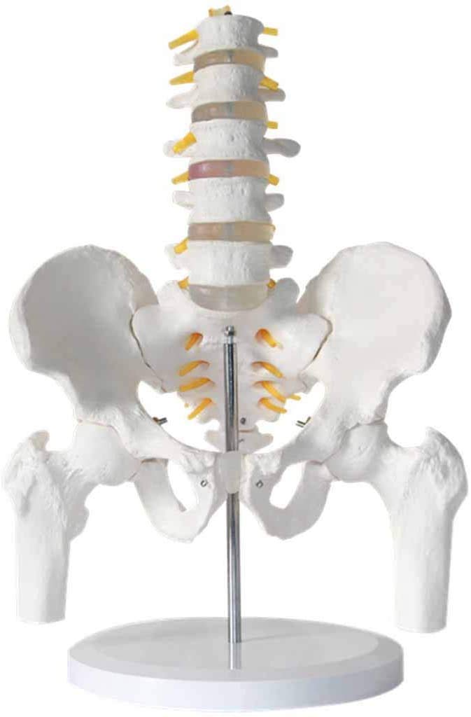 Spina Luminosa con pelvico - - Modello pelvico anatomico Medico - Monouso - Modello con la Colonna vertebrale - Peridi Studio