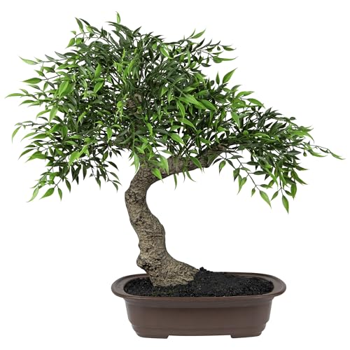 How to bonsai a small christmas tree
