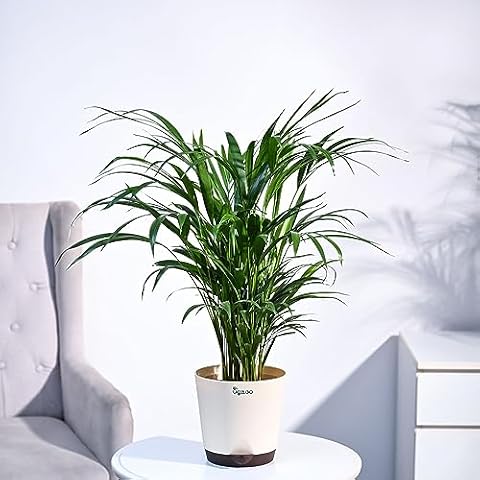 Areca Palm