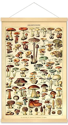 Meishe Art Vintage Poster Print Mushrooms Champignons Identification Reference Chart Diagram Illustration Botanical Educational Hanger Frame Wall Decor(40cm x 60cm+Hanger Frame)