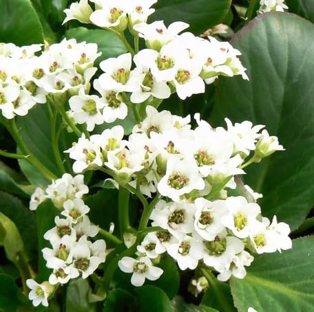 Fresh 100pcs White Bergenia Flower Seeds