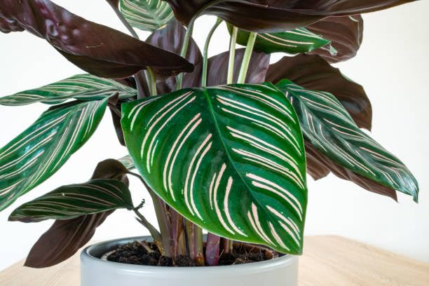 Calathea Makoyana Peacock Live Plant | For Home | Air Prifying | Home Decor | Office Room | With Decoratev Pot-image-13
