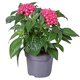 Pentas - Natural Planta Rastrera que Realza tu Espacio