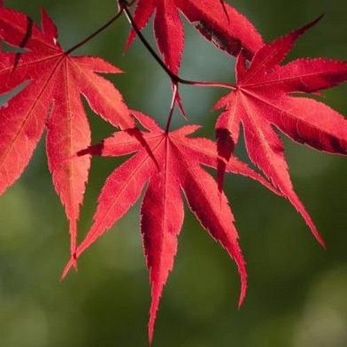 Amazon.com : Japanese Maple Small Seeded (BONSAI) Tree Seeds (Acer