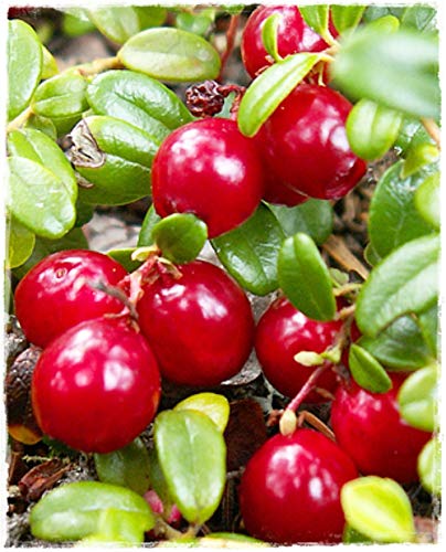 Planta de arándano rojo americano de fruta gigante 'Pilgrim' en maceta Ø 14 cm H 20/30 cm