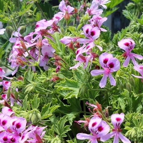 2000+ Citronella Plant Seeds for Planting - Citronella Geranium Seeds - Home Heirloom Garden...