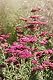 Schafgarbe Samen Seedeo – Rote Schafgarbe (Achillea millefolium)