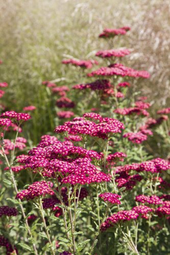 Schafgarbe Pflanze Kaufen Die 15 besten Produkte im Vergleich