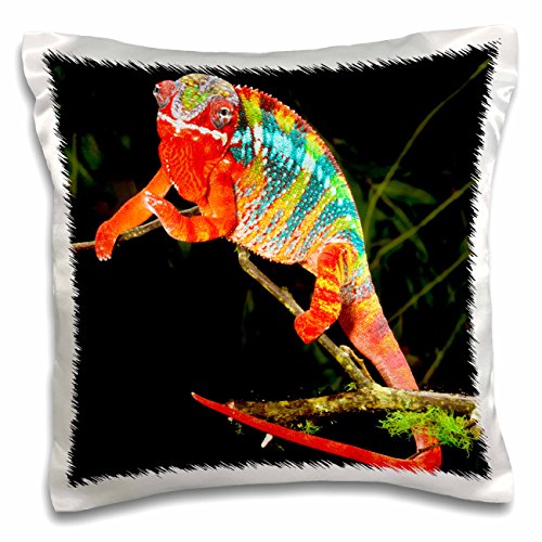 3Drose Rainbow Panther Chameleon, Lizard In Madagascar-Na02 Dno0829-David Northcott-Pillow Case, 16 By 16" (Pc_140117_1) #TOP22