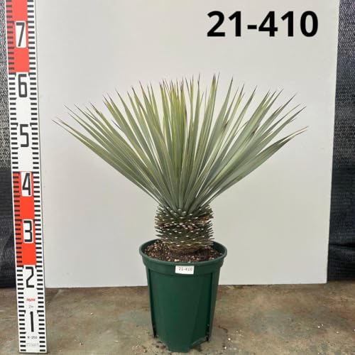 ロストラータ ユッカ」の人気商品一覧 | 安い商品を通販サイトから探す