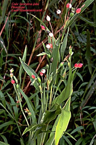 20 Jobs Tears (Jobi/Coix/Yi Yi Ren/Bead Seed/Junos Tears) Coix Lacryma Vegetable Seeds #TOP2