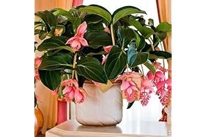 Medinilla Magnifica: Exotic Beauty for Your Home