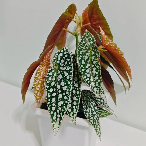 Semillas de begonia de trucha - Plantas resistentes para el jardín. Begonia maculata - Las plantas de balcón son plantas perennes resistentes. plantas de interior para salón semillas 30pcs