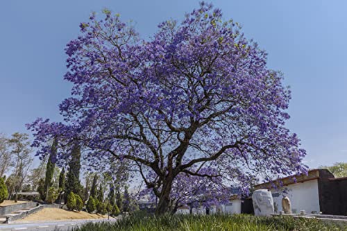 5" Jacaranda Tree Plant Live Mimosifolia Blue Purple Flower Starter Plugs, Flamboyan Tree #TOP3