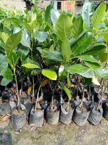 Aggarwal Plantation Pink Jackfruit Live Plant (Pack of 5)