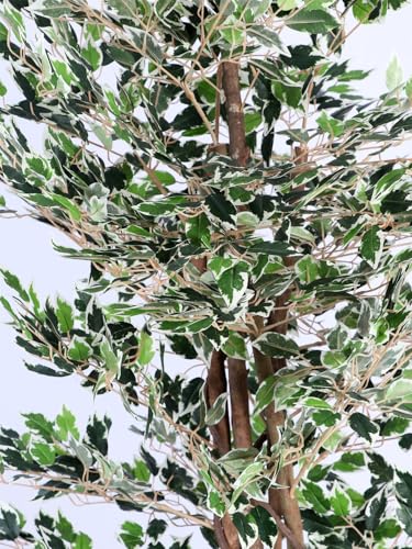 Image of ARICK DECOR 5.2Ft Artificial Variegated Ficus Tree - 160cm Tall Faux Lush White & Green Fig Tree with Braided Trunk in Pot - Realistic Floor Plant for Home, Office & Living Room