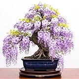 Purple Wisteria Tree Live Plant, Purple Wisteria Plant Live 6-12 Inc Height, in Pot, Wisteria Vine Live Plant, Fragrant Flowers