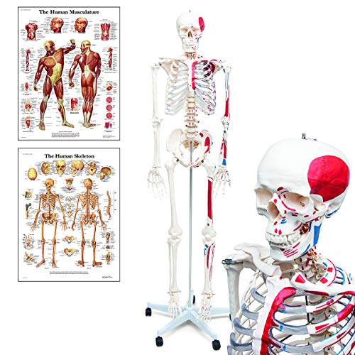 ✔ Articolazioni e Arti Mobili – Braccia, Gambe e Cranio Sono Mobili per Dimostrare Movimento Naturale e Articolazione delle Articolazioni.
