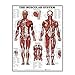 Système Musculaire Anatomical Multi Function Muscle Poster Anatomie Musculaire Muscle Graphique Graphique Outil d'apprentissage