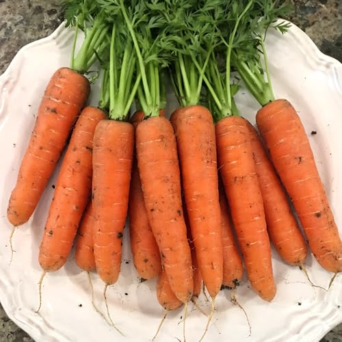 Carrot Flyaway F1 Seeds – Popular Variety, Specially Bred to Deter Carrot Root Fly – RHS Award of Garden Merit – for Your Beautiful Kitchen Garden