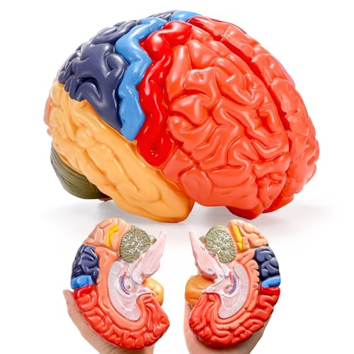 ZENFUN Life-Size Human Brain Anatomical Model, Color-Coded Partitioned Brain, 2 Parts, Anatomically Accurate Brain Model for Science Classroom Study Display Teaching Medical Model