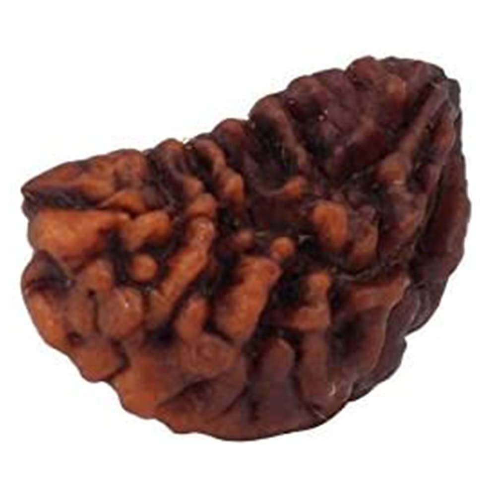 Ek Mukhi Rudraksha Marron contre le stress concentration méditation