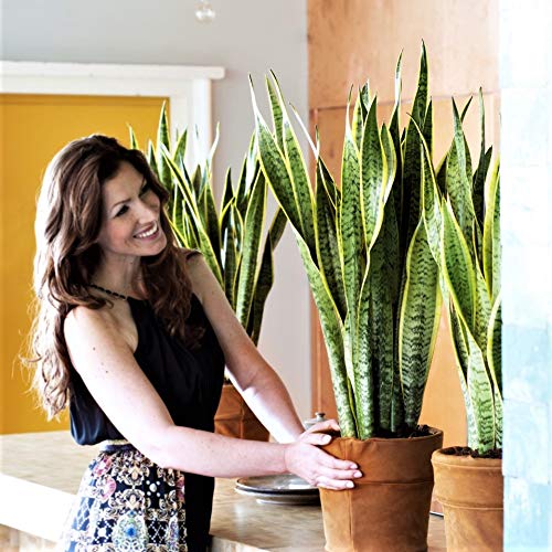 PLANT IN A BOX - Set van 3 Sansevieria Laurentii - Vrouwentong - Oersterke kamerplanten - pot ⌀12 cm - Hoogte 30-40cm - Afbeelding 3