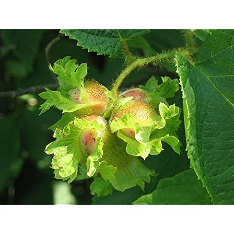 5 AMERICAN HAZELNUT TREE aka Filbert Corylus Americana Fruit Nut Seeds Cover