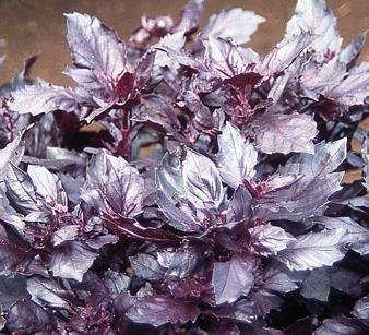 Red Mint Also Called Ocimum red osmin 50 Seeds x2 Packets by Seedscare India (B0732TTZC2) Amazon Price History, Amazon Price Tracker