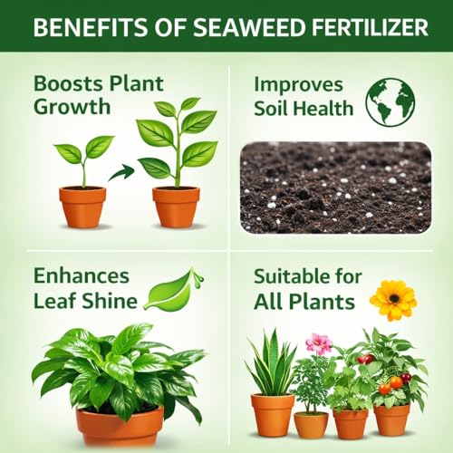 Image of Indian Gardens - Seaweed Fertilizer 10 Kg | Organic Seaweed Extract | Plant Growth Booster, Root Enhancer & Flowering Booster | For Indoor, Outdoor & All Plants