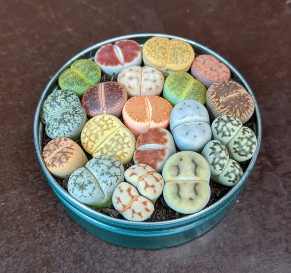 See full amazon price history chart for Lithops Collection - Sunnyplants Succulents seeds Lithops Collection - Sunnyplants Succulents seeds (B0BQG63N2G) Amazon Price History, Amazon Price Tracker