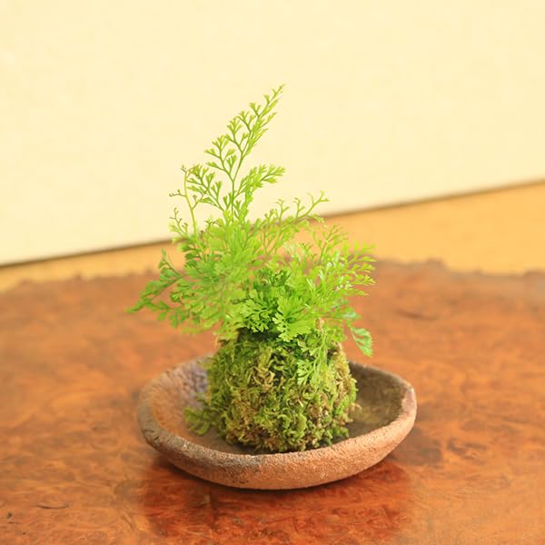 Amazon | 苔玉：シノブ（受け皿付）* 盆栽 しのぶbonsai | 盆栽