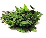 Seedline Thai Sweet Basil Seeds (1,000 Seeds) - Herb Heirloom Vegetable