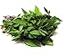 Seedline Thai Sweet Basil Seeds (1,000 seeds) - Herb Heirloom Vegetable